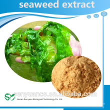 Fornecimento de fábrica fonte de extrato livre de algas marinhas